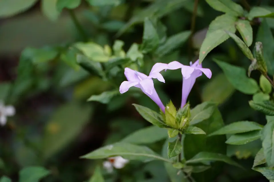 Philippine Violet (Barleria cristata)