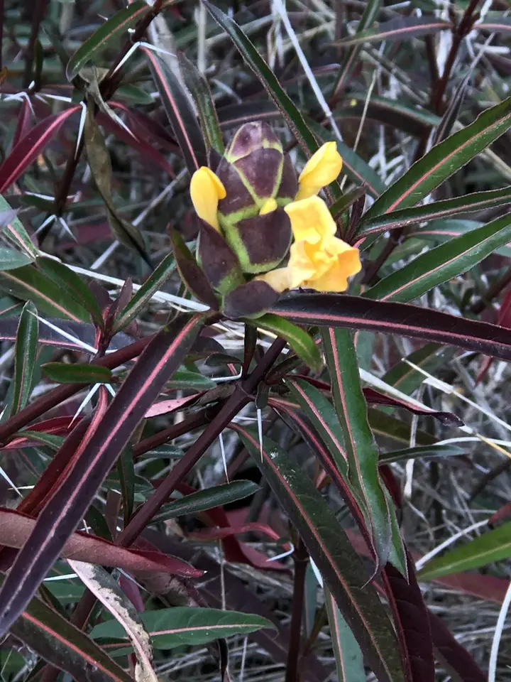 Hop-Headed Barleria (Barleria lupulina)