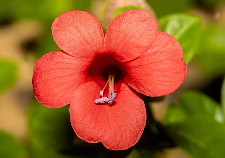 Coral Creeper (Barleria repens)