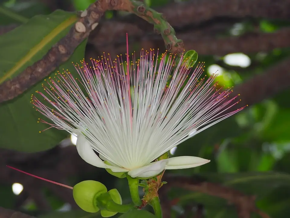 Fish Poison Tree (Barringtonia asiatica)