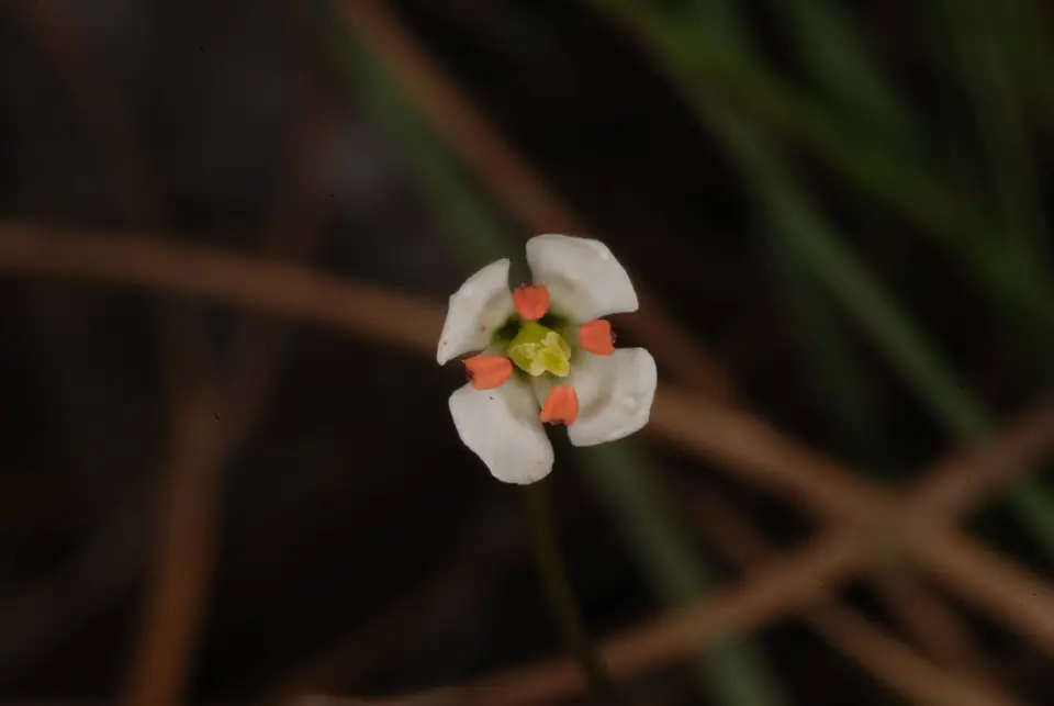 White Screwstem (Bartonia verna)