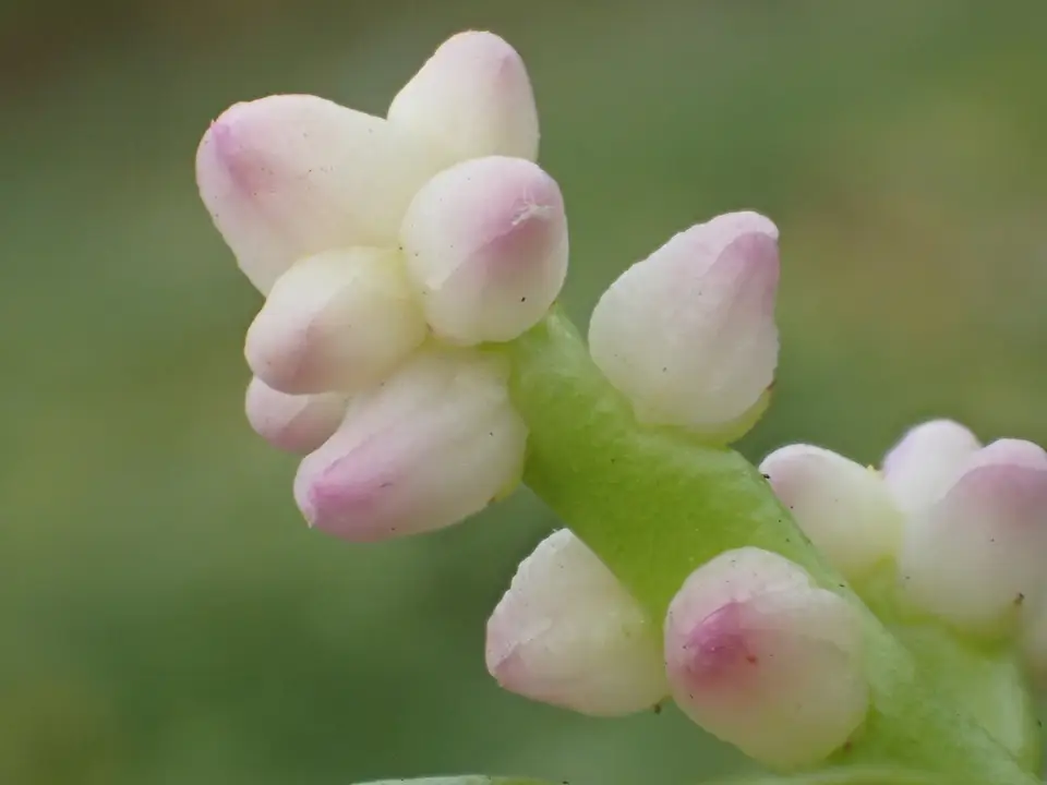 Malabar Spinach (Basella alba)