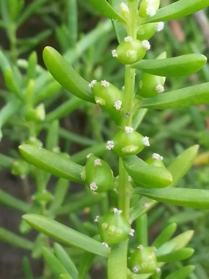 Saltwort (Batis maritima)