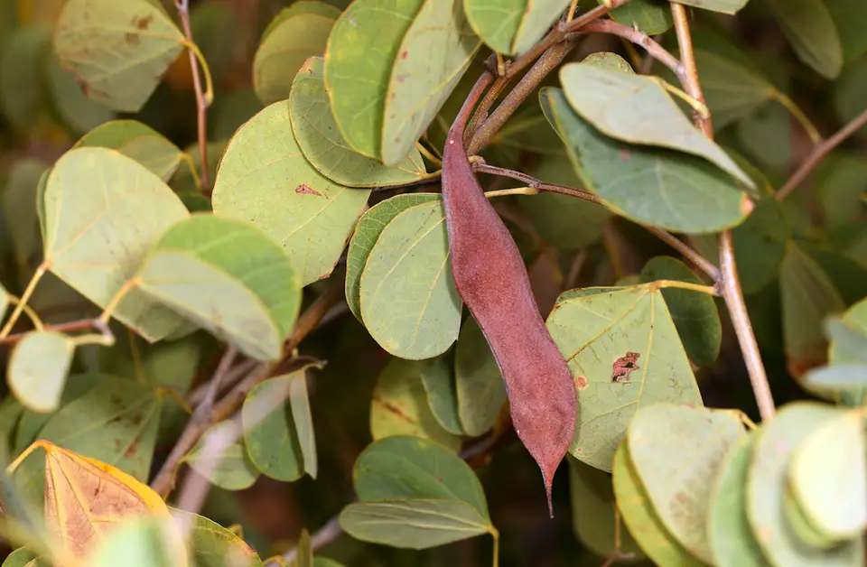 Red Bauhinia (Bauhinia galpinii)