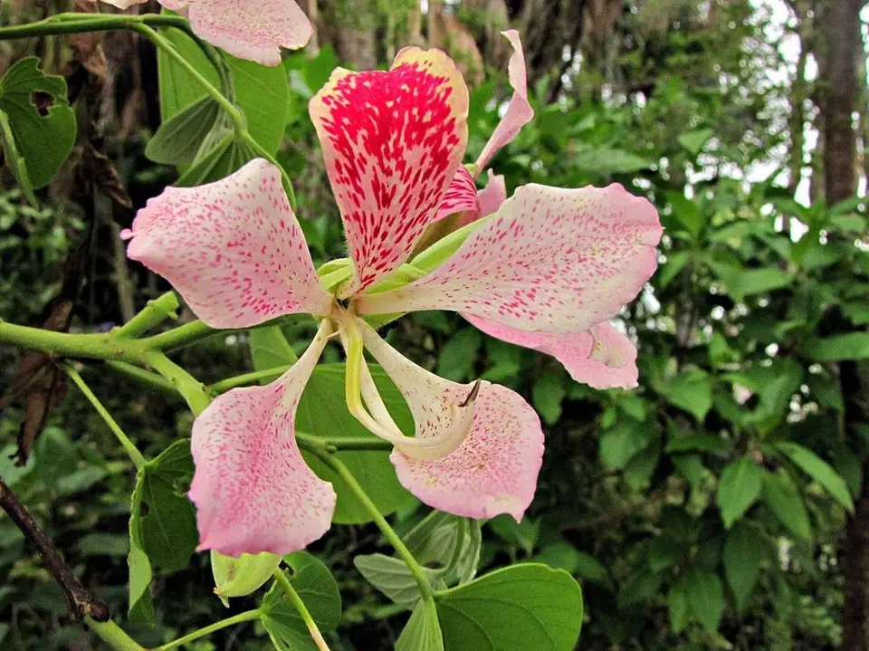Pink Bauhinia (Bauhinia monandra)