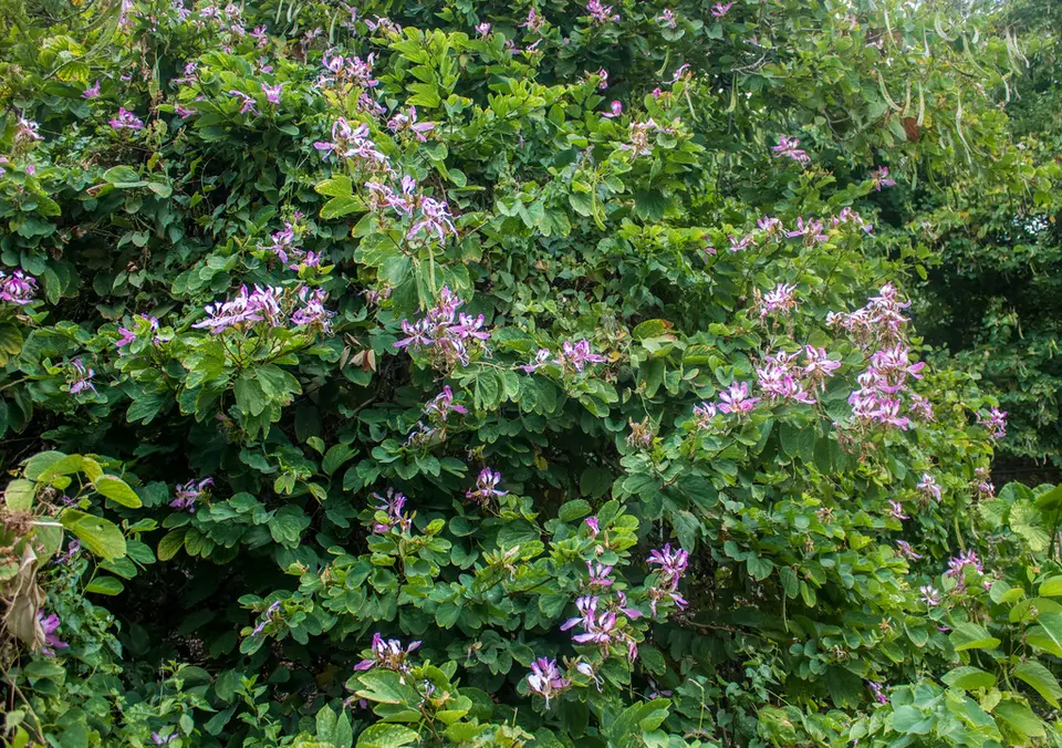Orchid Tree (Bauhinia purpurea)
