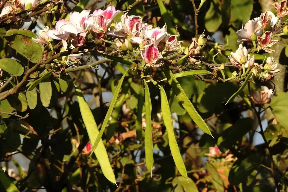 Orchid Tree (Bauhinia variegata)