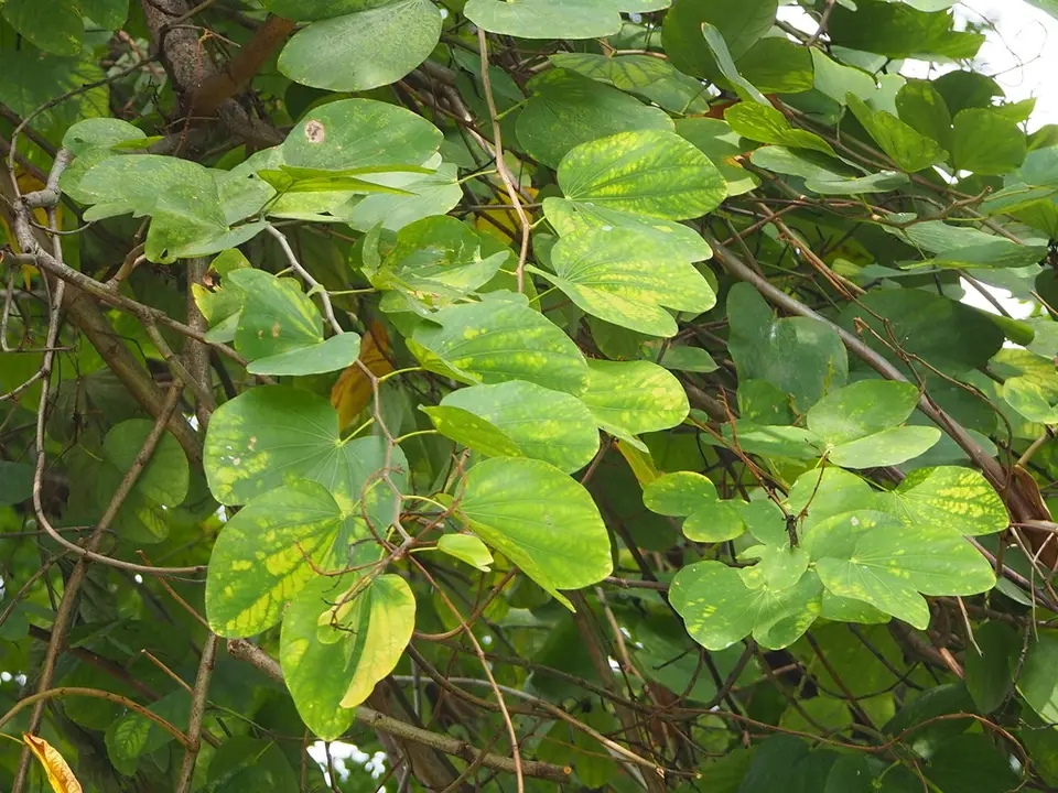 Hong Kong Orchid Tree (Bauhinia × blakeana)