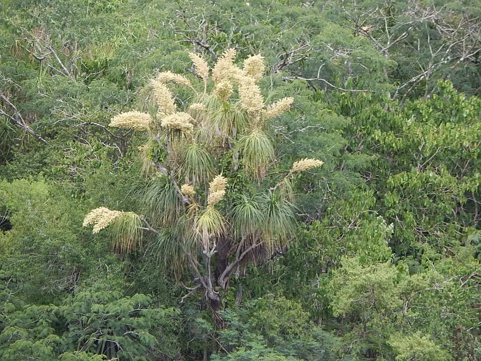 Elephant's-Foot (Beaucarnea recurvata)