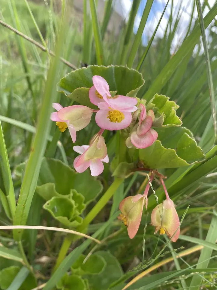 Wax Begonia (Begonia cucullata)
