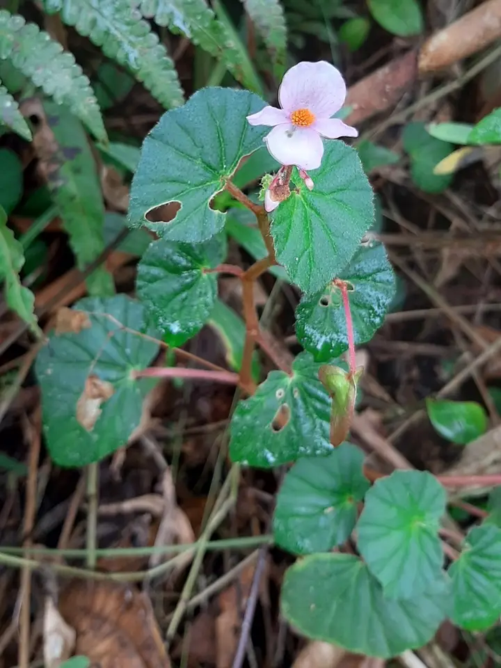 Fischer's Begonia (Begonia fischeri)