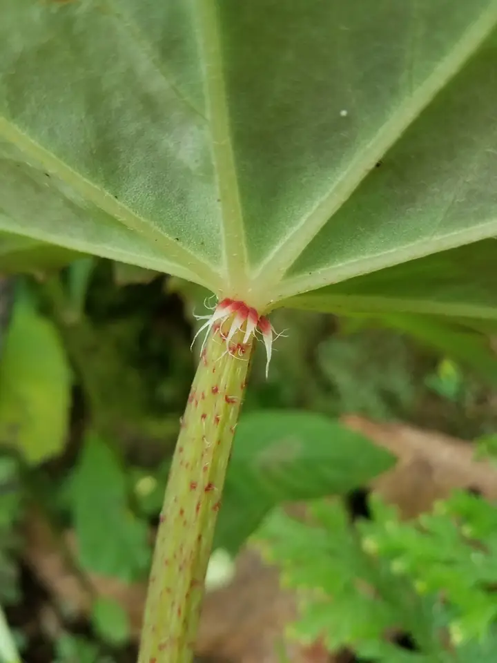 Star Begonia (Begonia heracleifolia)