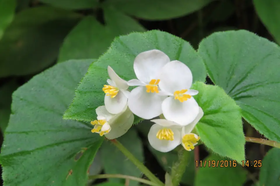 Bearded Begonia (Begonia hirtella)