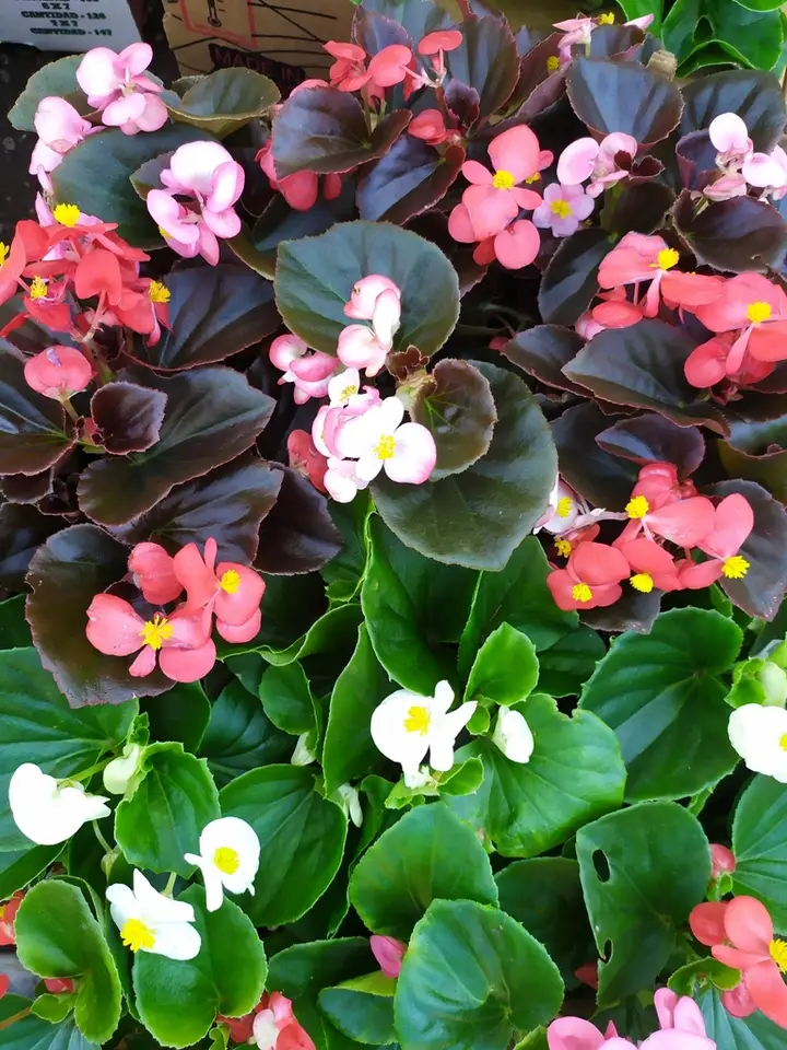 Bedding Begonia (Begonia × semperflorens-cultorum)