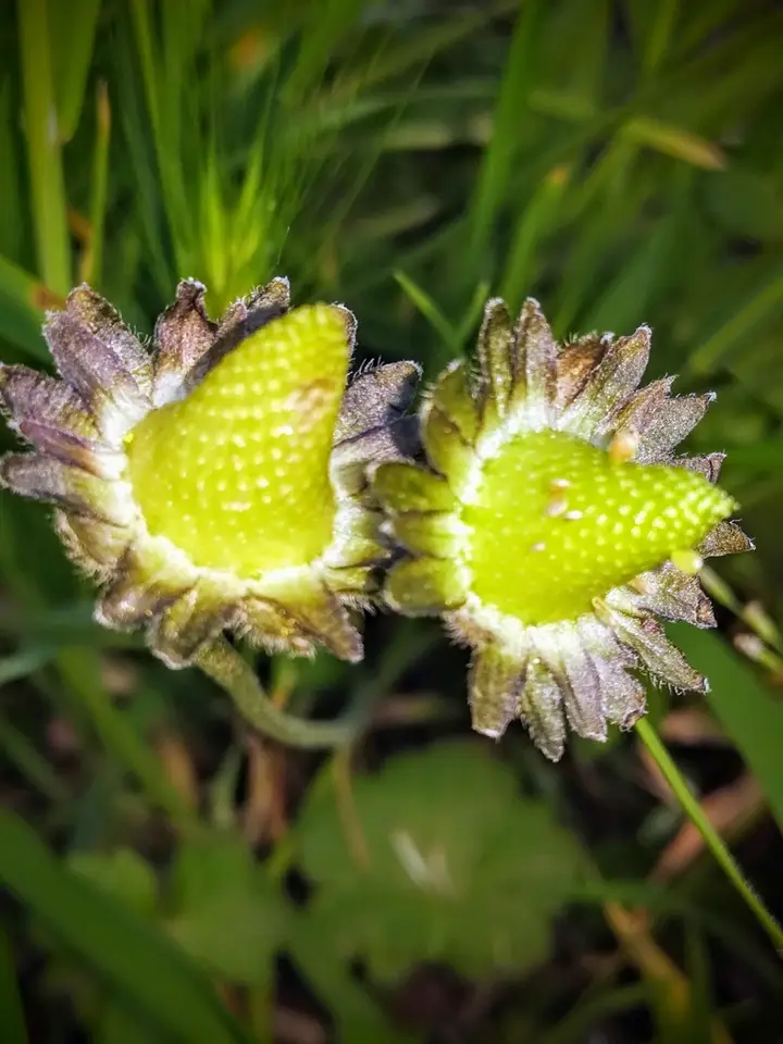 Lawn Daisy (Bellis perennis)