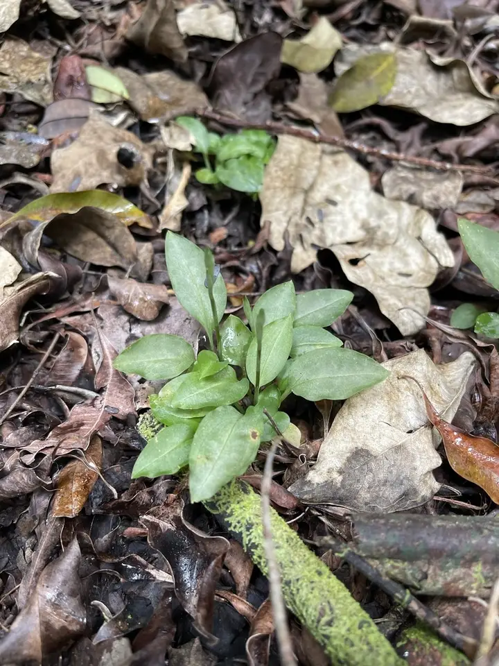 Costa Rican Lady's Tresses (Beloglottis costaricensis)