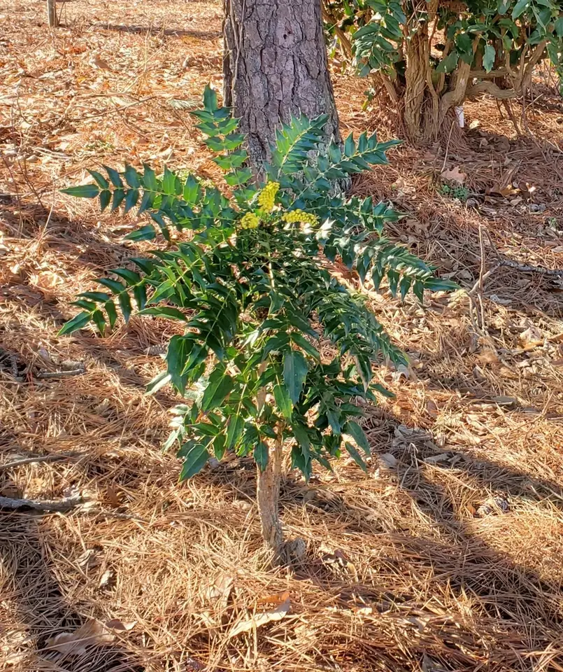 Leatherleaf Mahonia (Berberis bealei)