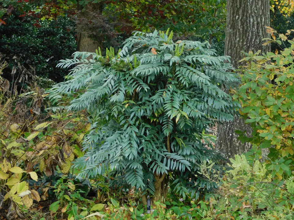 Berberis eurybracteata (Berberis eurybracteata)