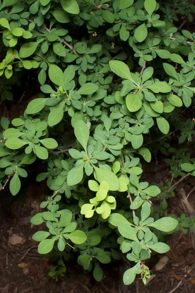 Japanese Barberry (Berberis thunbergii)