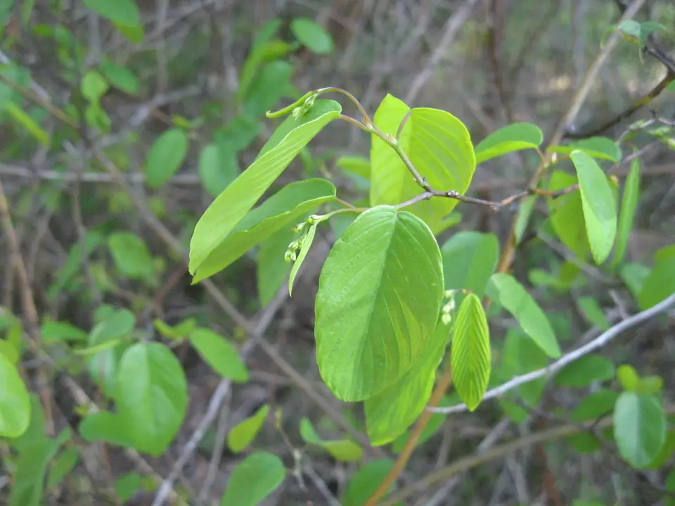 Supplejack (Berchemia scandens)