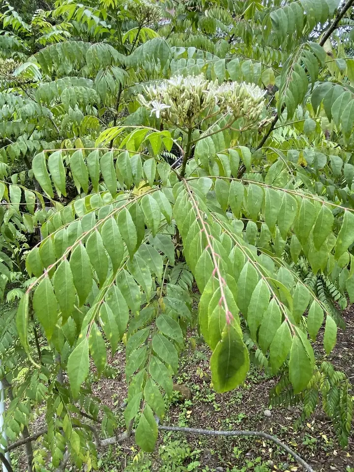 Curry Leaf (Bergera koenigii)