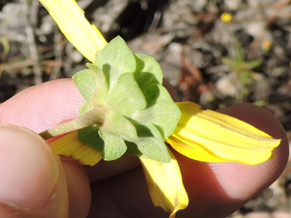 Soft Greeneyes (Berlandiera pumila)
