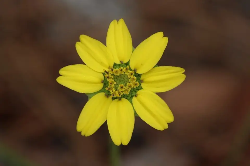Florida Greeneyes (Berlandiera subacaulis)