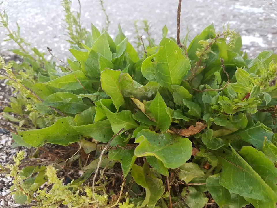 Beet (Beta vulgaris)