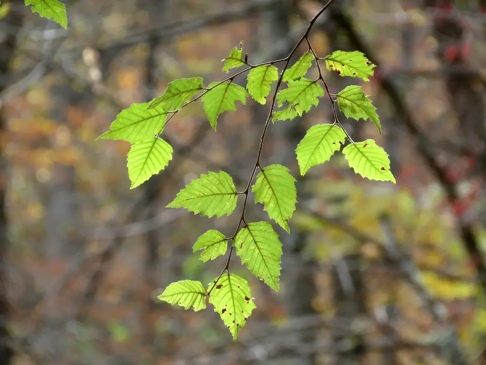 River Birch (Betula nigra)