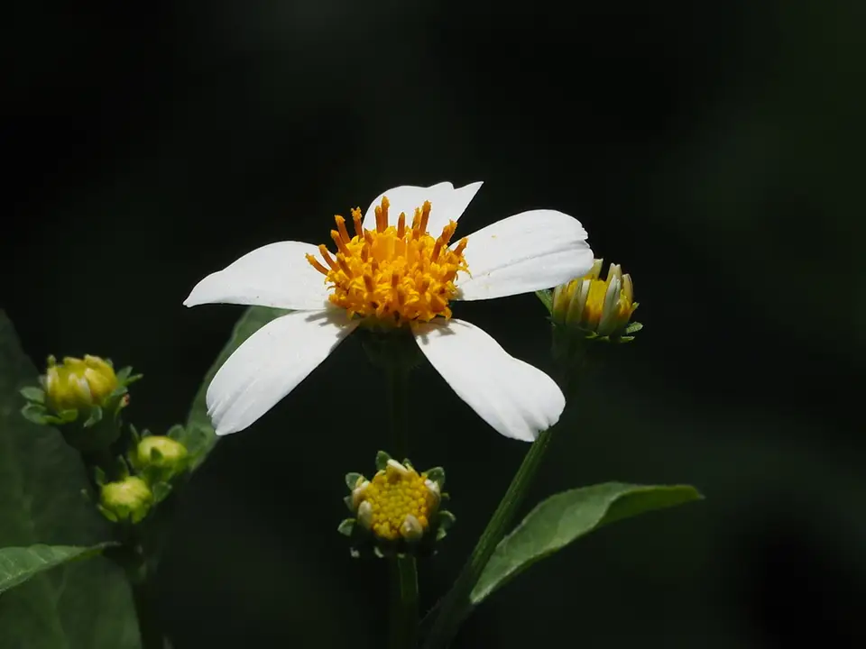 White Beggarticks (Bidens alba)