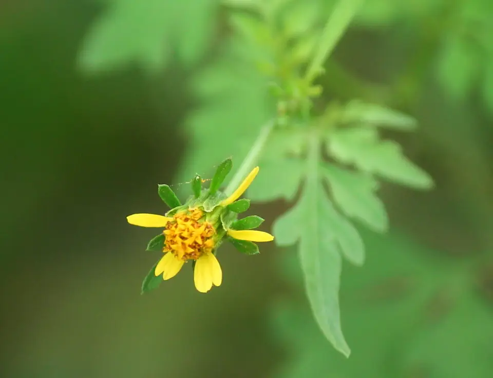 Spanish Needles (Bidens bipinnata)
