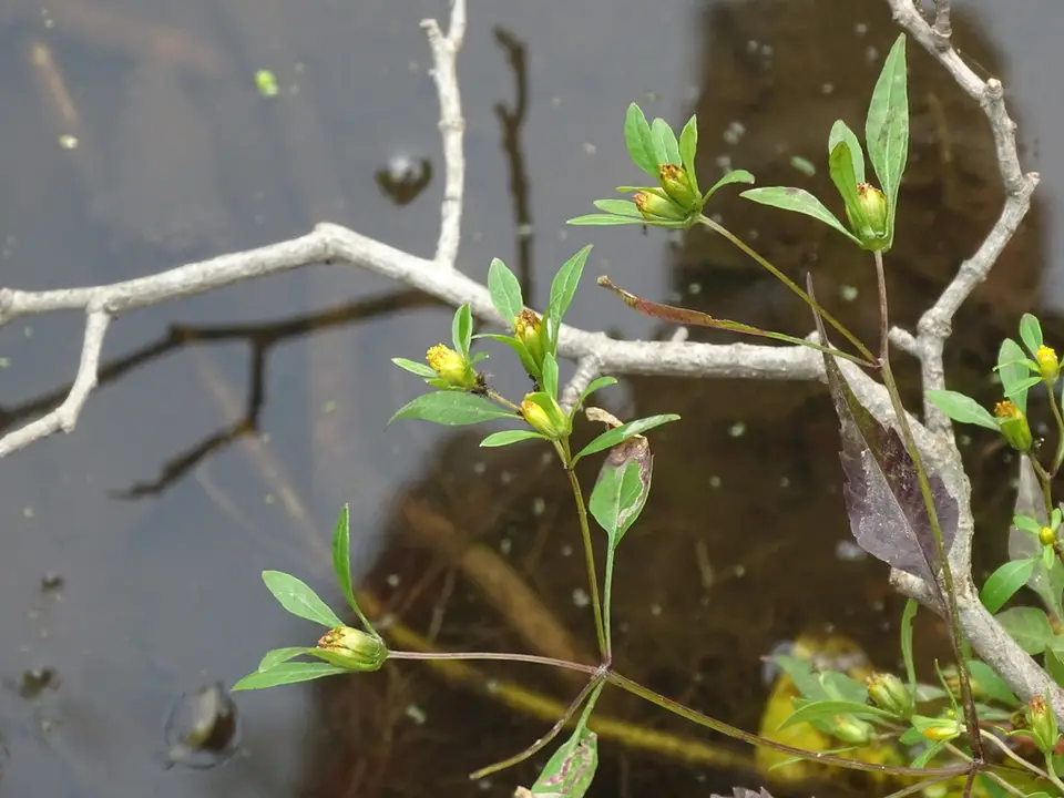 Swamp Beggarticks (Bidens discoidea)