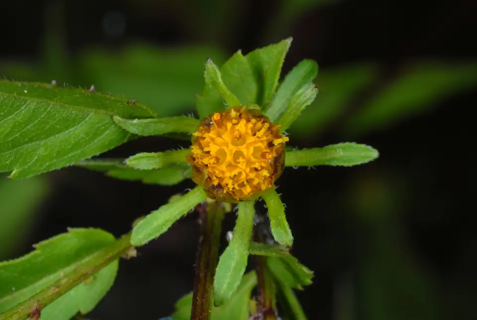 Devil's Beggarticks (Bidens frondosa)