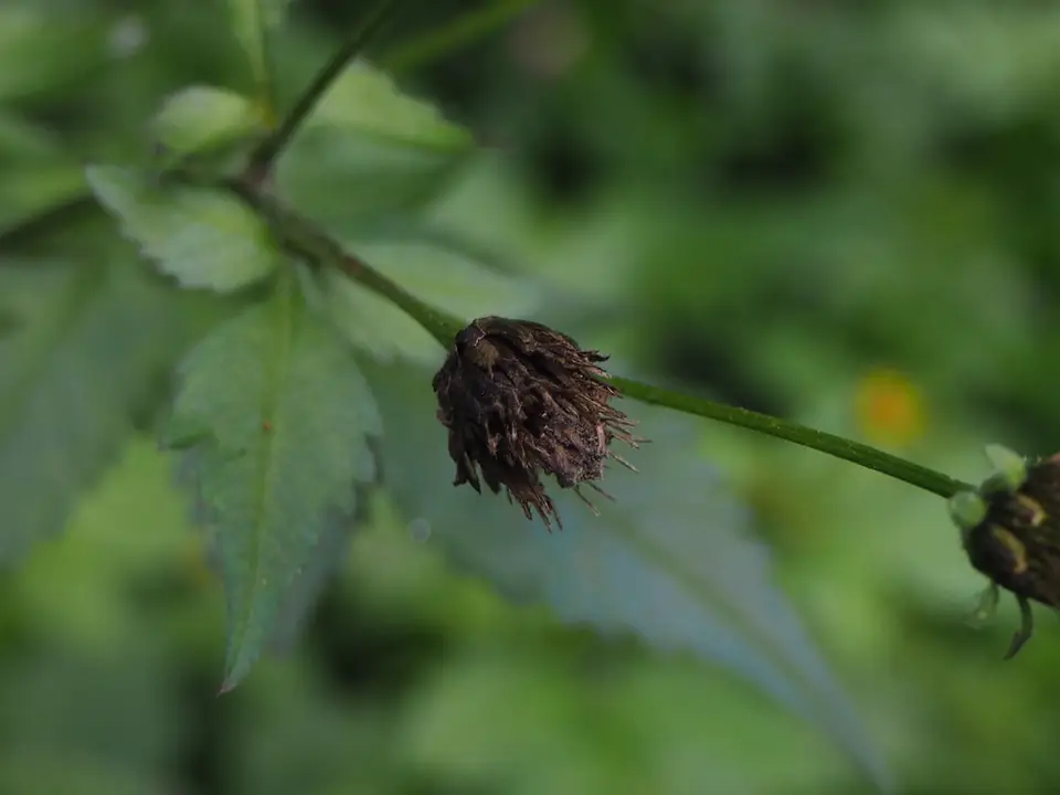 Hairy Beggarticks (Bidens pilosa)