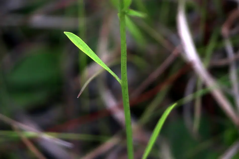 Pineland Rayless Goldenrod (Bigelowia nudata)