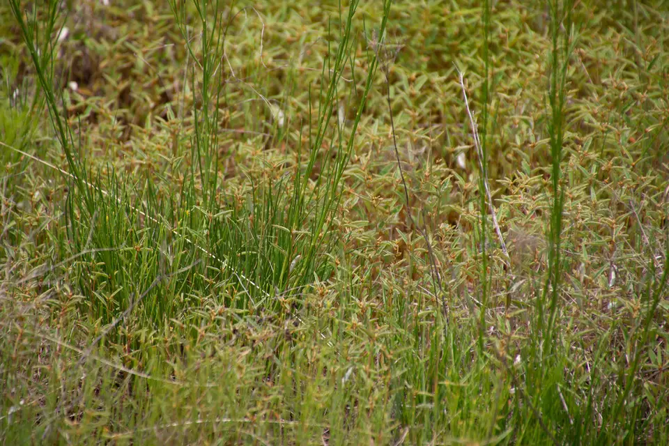 Nuttall's Rayless Goldenrod (Bigelowia nuttallii)