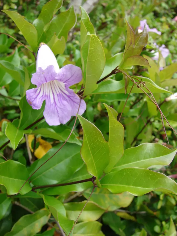 Lavender Trumpet Vine (Bignonia callistegioides)