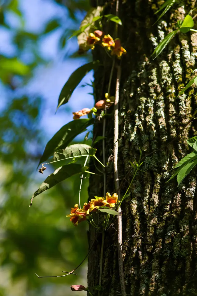 Cross Vine (Bignonia capreolata)