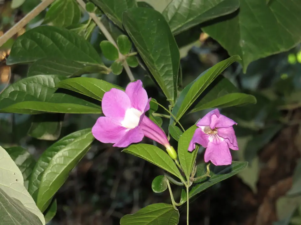 Purple Funnel Vine (Bignonia magnifica)