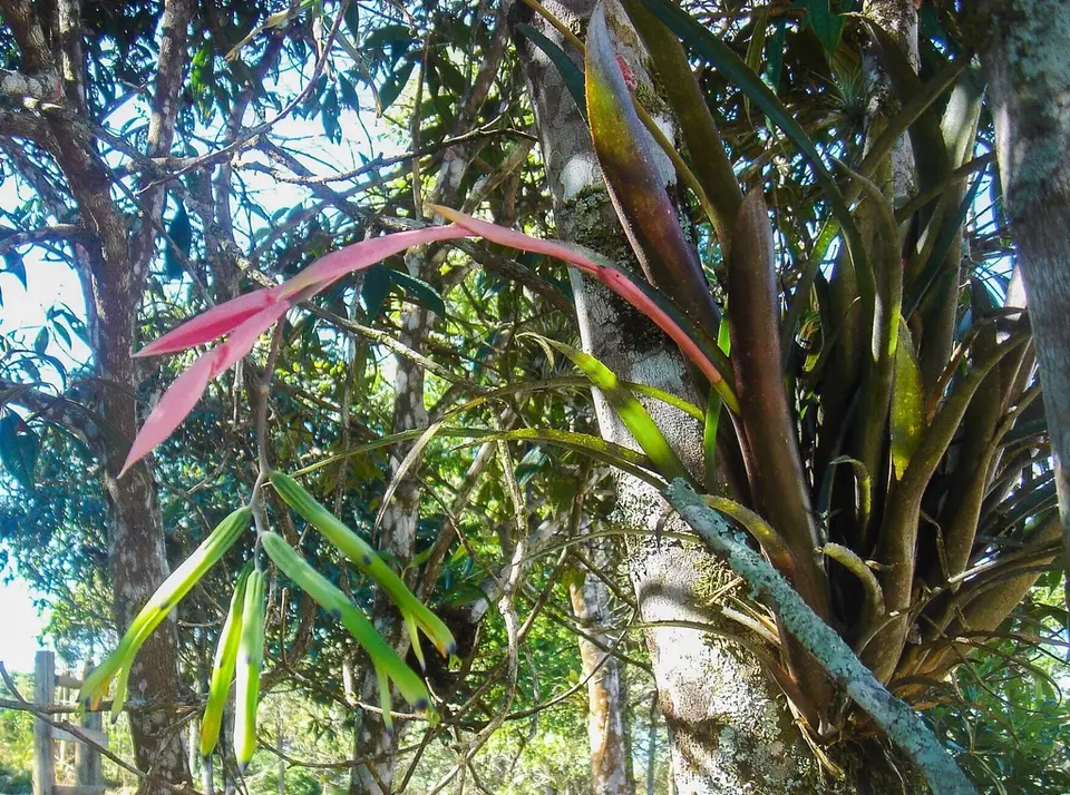 Billbergia distachia (Billbergia distachia)