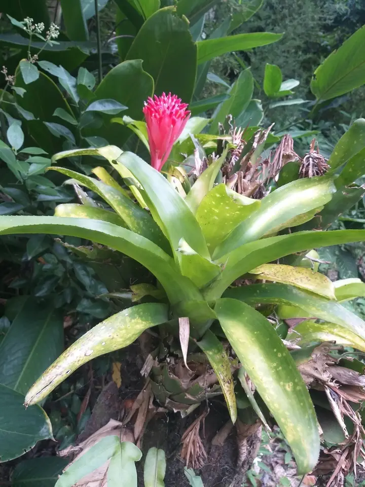 Fool Proof Plant (Billbergia pyramidalis)