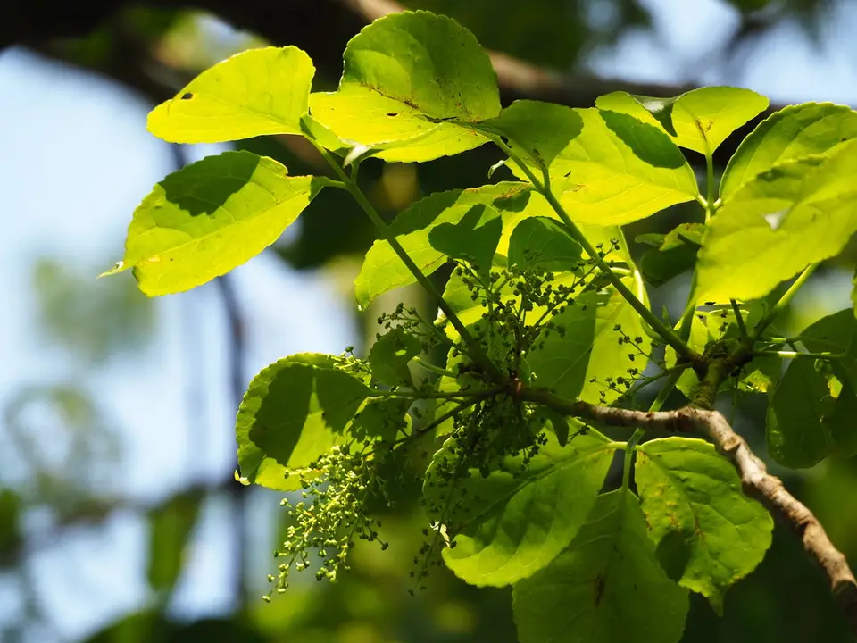 Bishop Wood (Bischofia javanica)