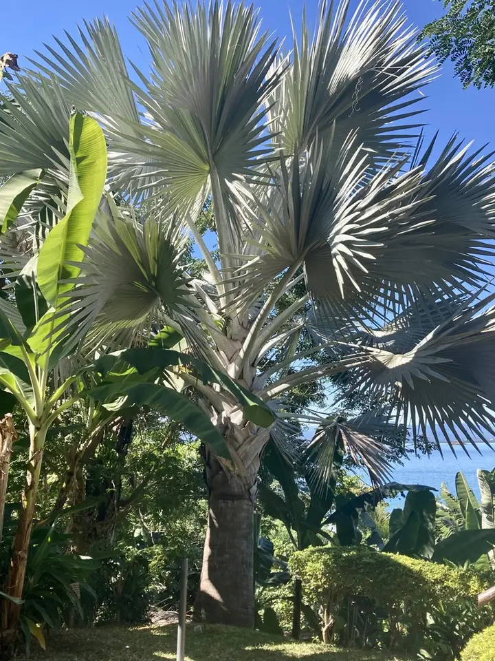 Bismarck Palm (Bismarckia nobilis)