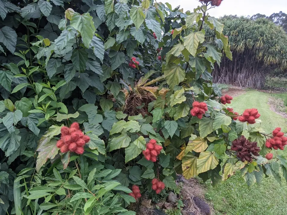 Lipsticktree (Bixa orellana)