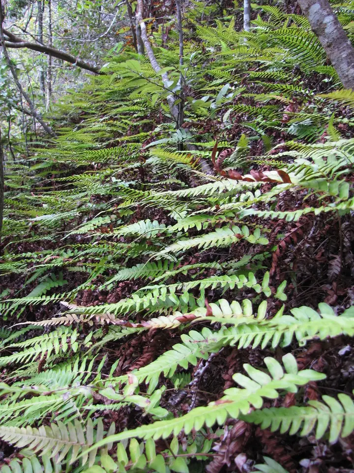 Palm Fern (Blechnum appendiculatum)