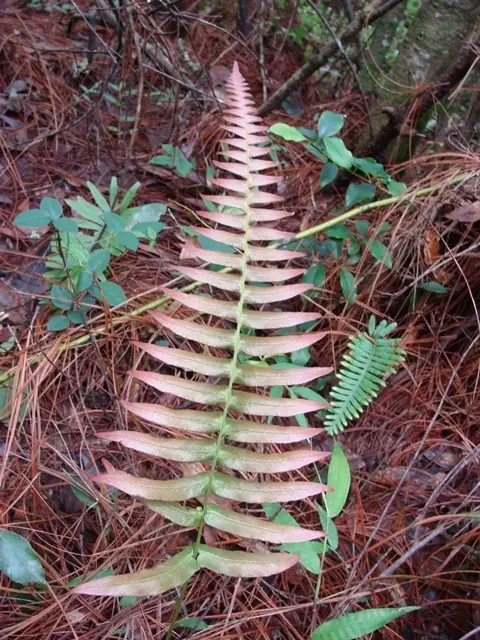 Hammock Fern (Blechnum occidentale)