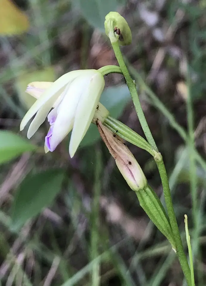 Carter’s Orchid (Bletia corallicola)