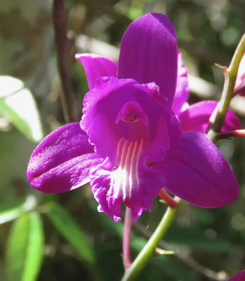 Bletia florida (Bletia florida)