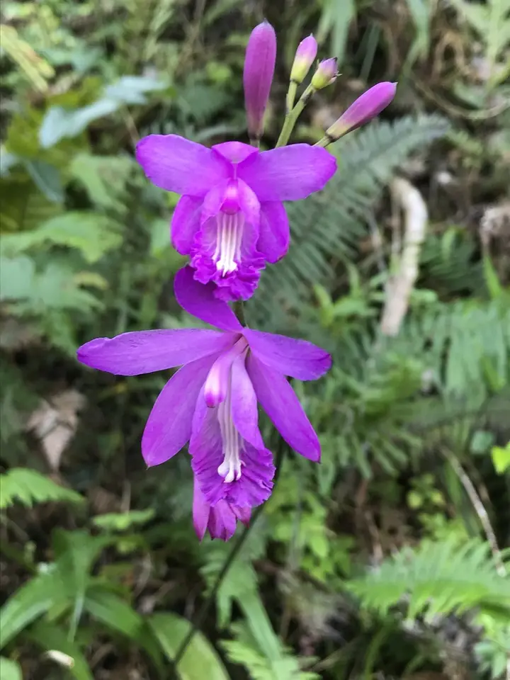 Haitian Pink Pine Orchid (Bletia patula)