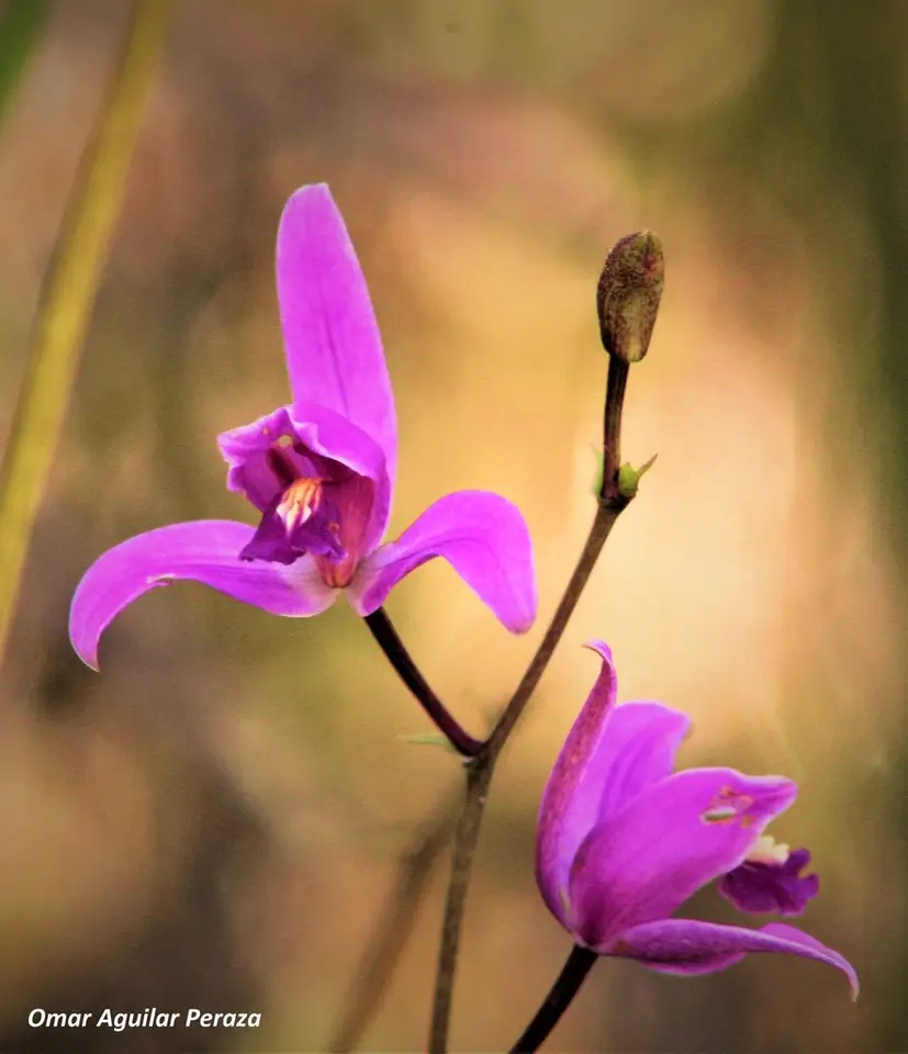 Pine Pink (Bletia purpurea)